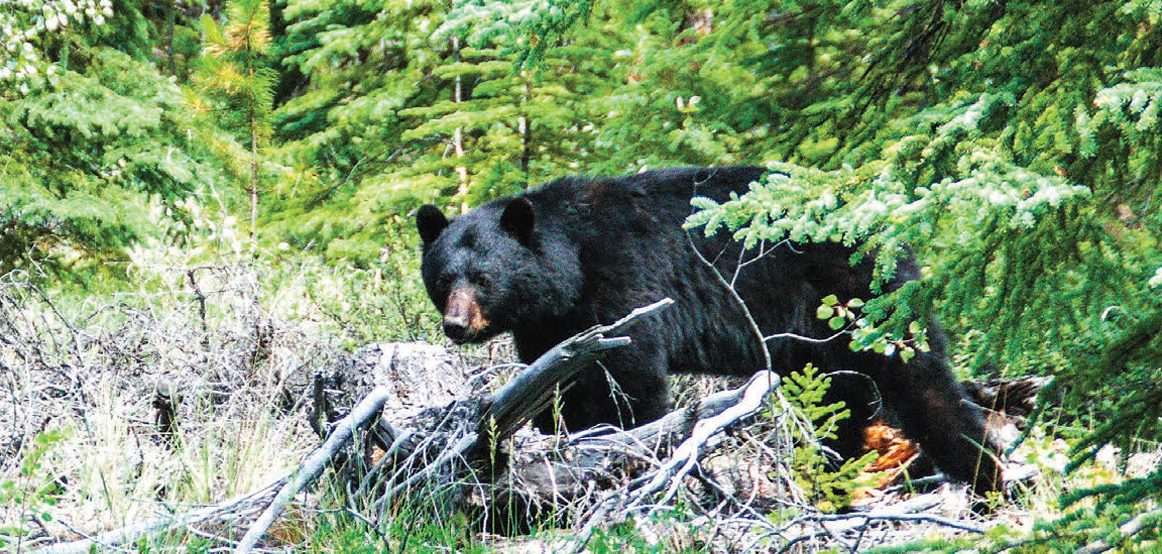 Bjørn på matjakt i Yukon.